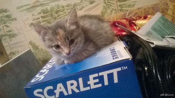 �����, ����� ��� ���-������ �� ���� - ������� ����.