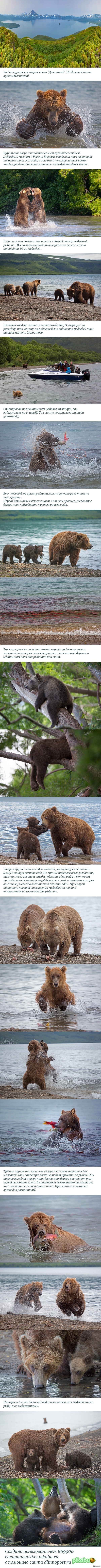 Камчатка. Земля медведей.