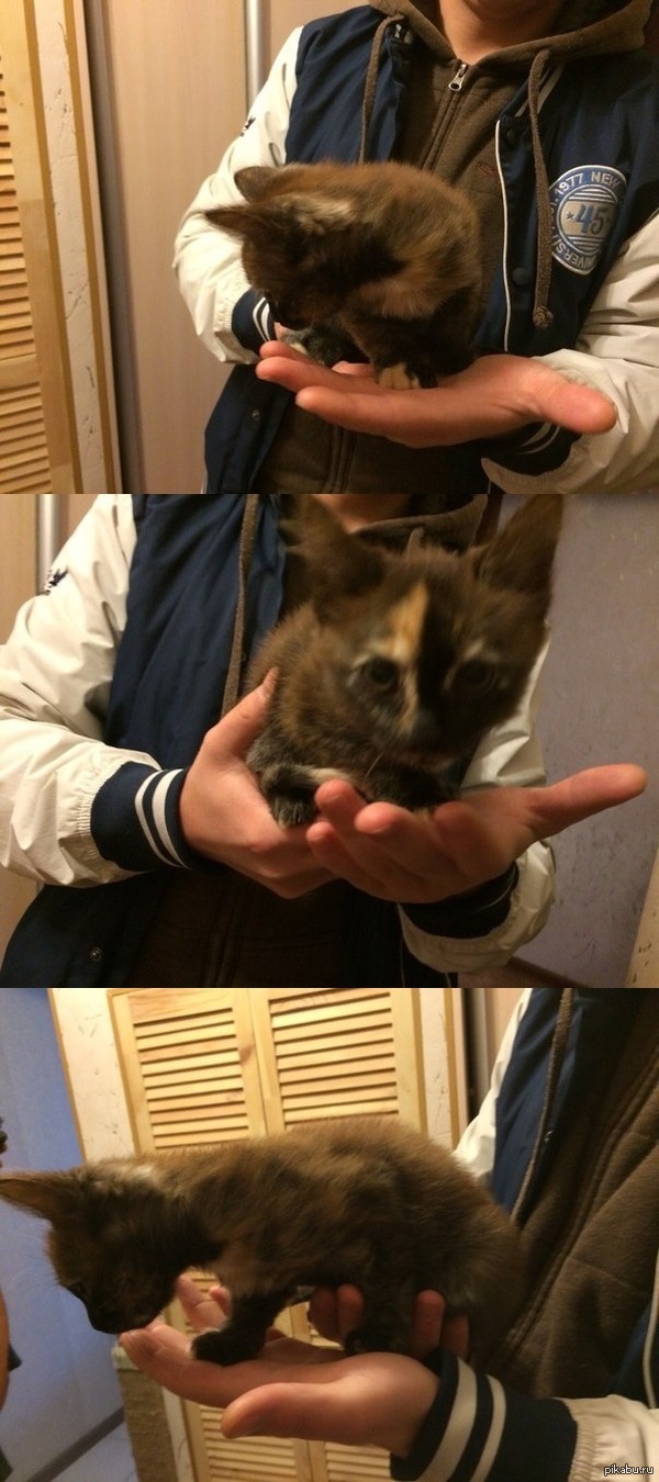 В хорошие руки маленькую кошечку. Пермь. За качество фото извиняюсь, комментарии для минусов присутствуют