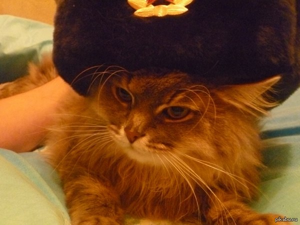 Семен Иринович Пушистый