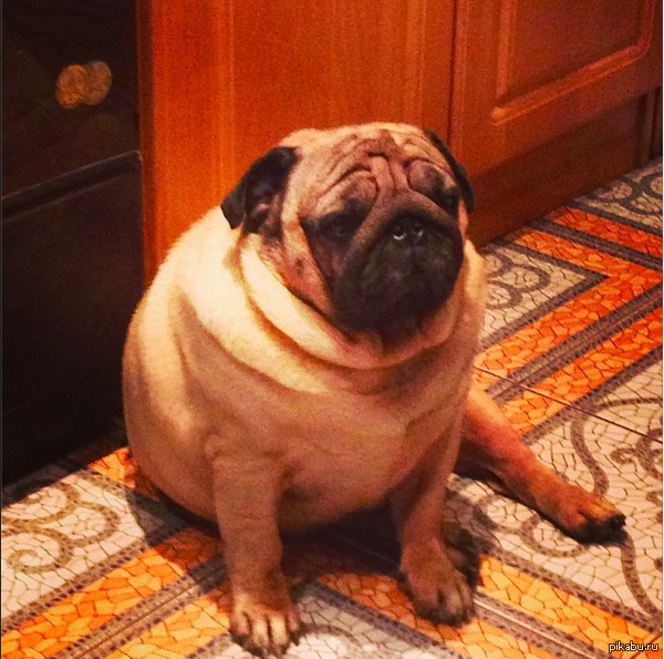 �������, ����� ����� �����? ��� ��������� ������� �����!