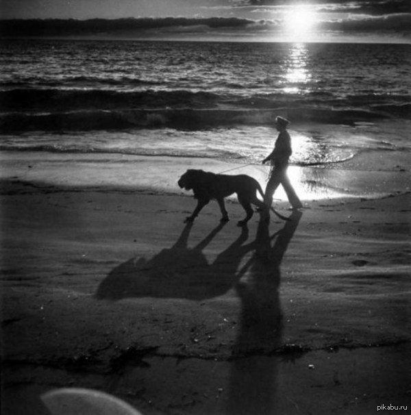 ������� �������� ��������.