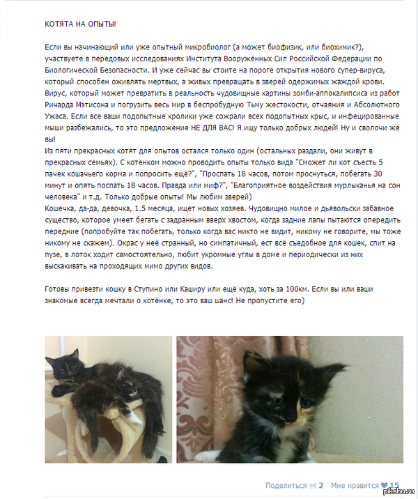 Котята на опыты