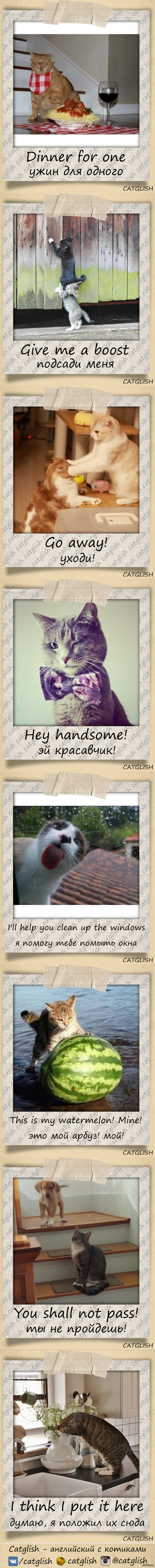 Catglish - английский с котиками