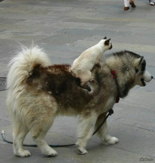 Интересно, с кого маунта выбил? )