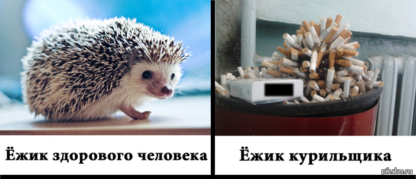 Ёжики | Пикабу