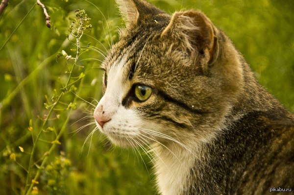 Уличный бродяга