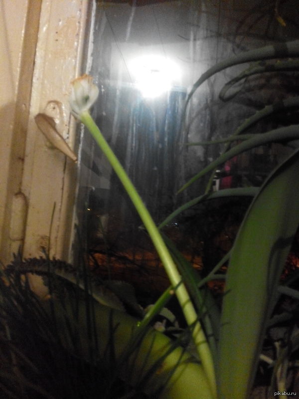 Помогите определить цветок