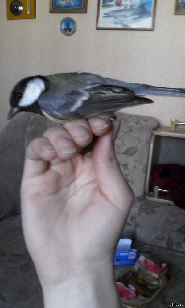 осенние гости