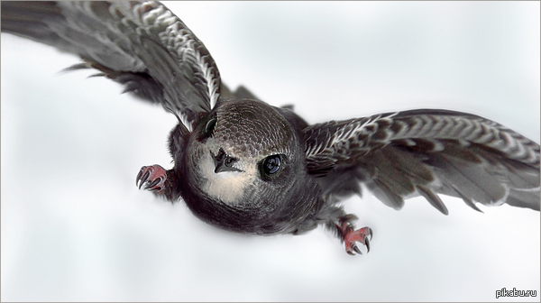 Ребят, кто хорошо знает чешский язык? Нужно перевести слово \" Стриж ...