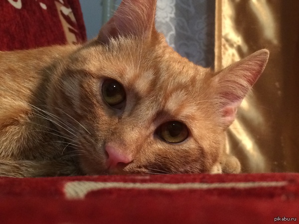 Что, хозяйка, вместе погрустим?