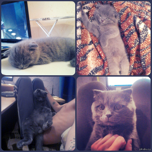 Давно собирался вам показать мое пушистое чудо)