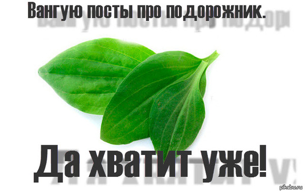 Пикабу лежит - жди посты про подорожник.