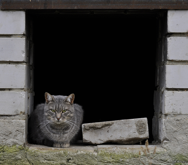 very tough cat - My, cat, Bricks, , Austerity