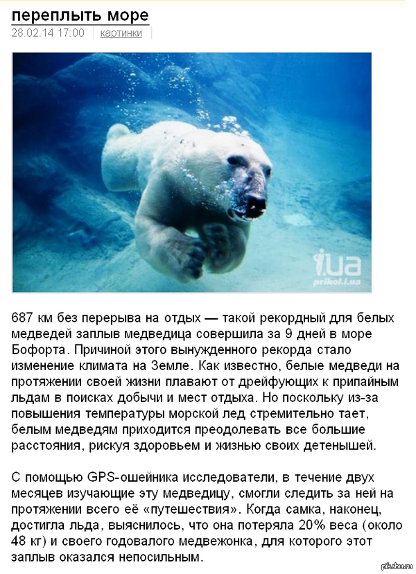 О белых медведях | Пикабу