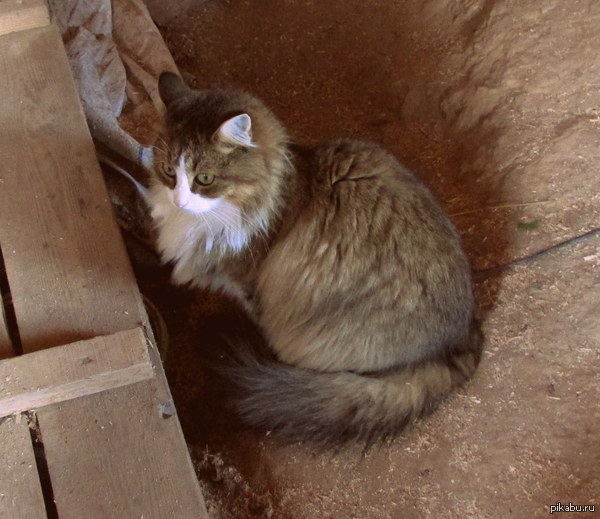 ������ ����� �������