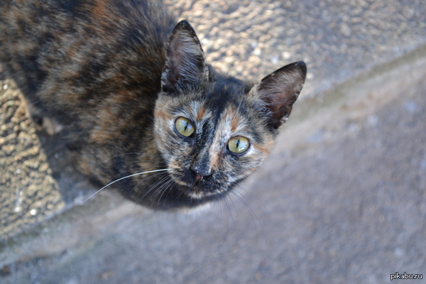 �������� � �������������