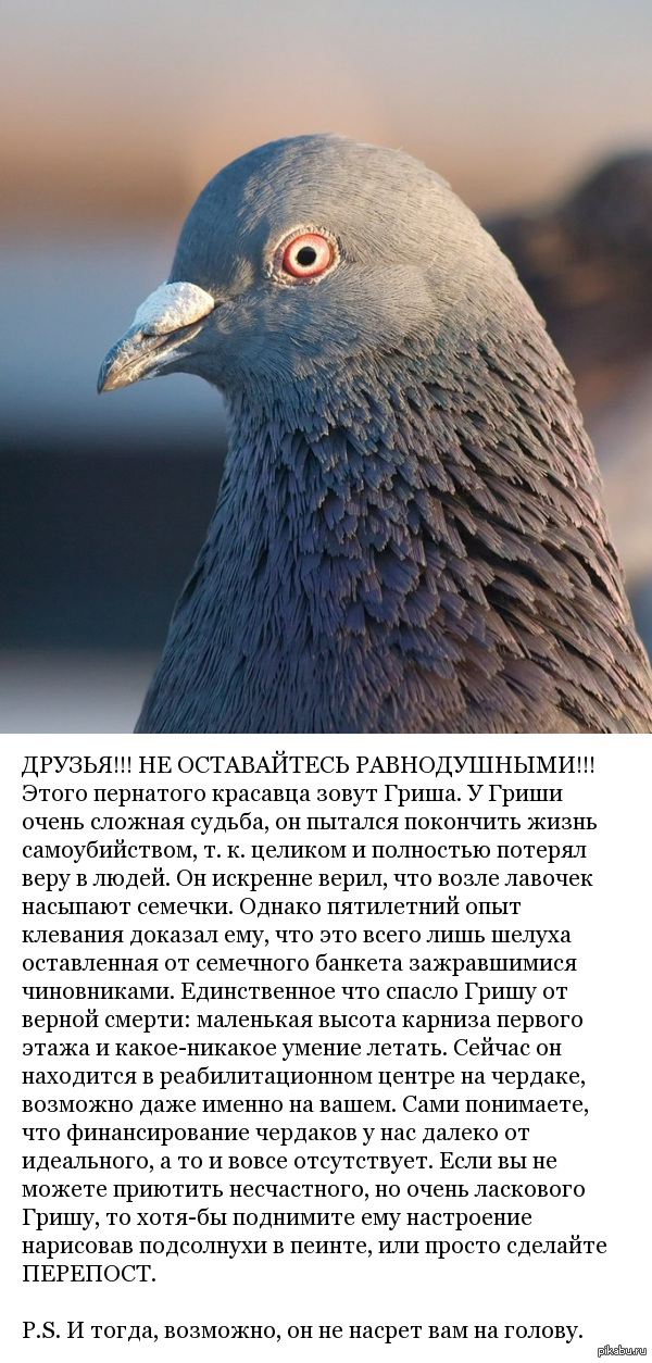 Патологический страх это кратко. Фобия голубей как называется. Фобия голубей как называется. Фобия голубей как называется. Фобия голубей как называется.
