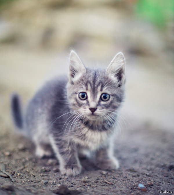 ��������� �������