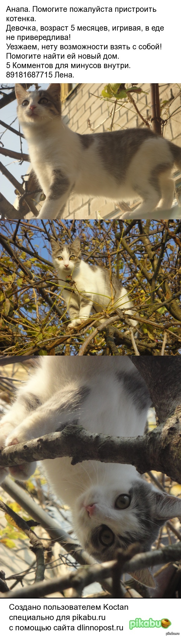 Анапа. Помогите пожалуйста пристроить котенка.