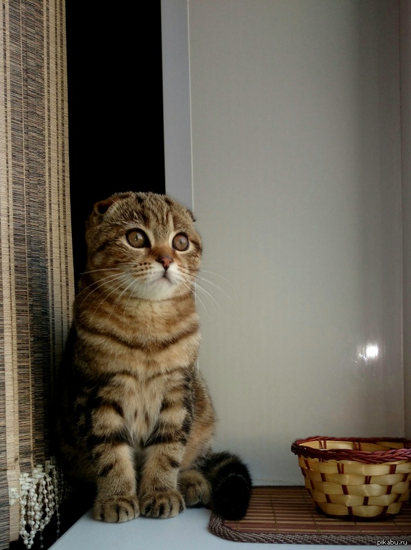 ��� ��������� ���������. ����� ����� :3