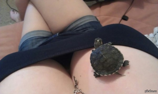 Instead of a cat, a turtle Noodle) - NSFW, My, Turtle, My, Boobs