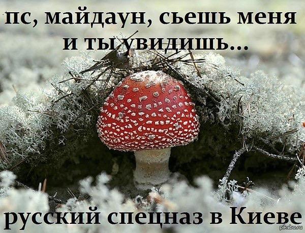 Мухомор | Пикабу