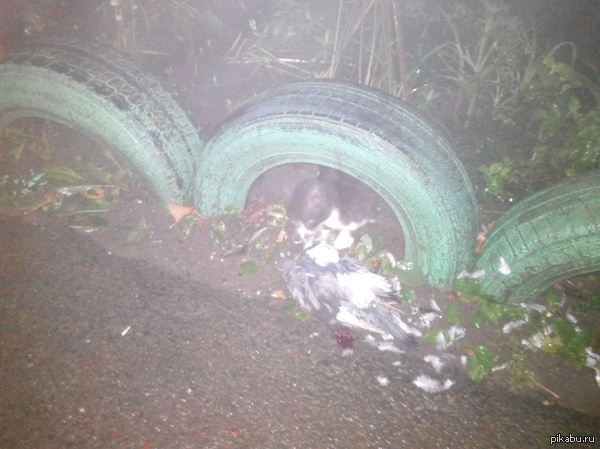 Как то раз, поздним вечером возврашаясь домой увидел голубя запертого в подьезде, будучи довольно вымотаным решил выпустил его на улицу ;)