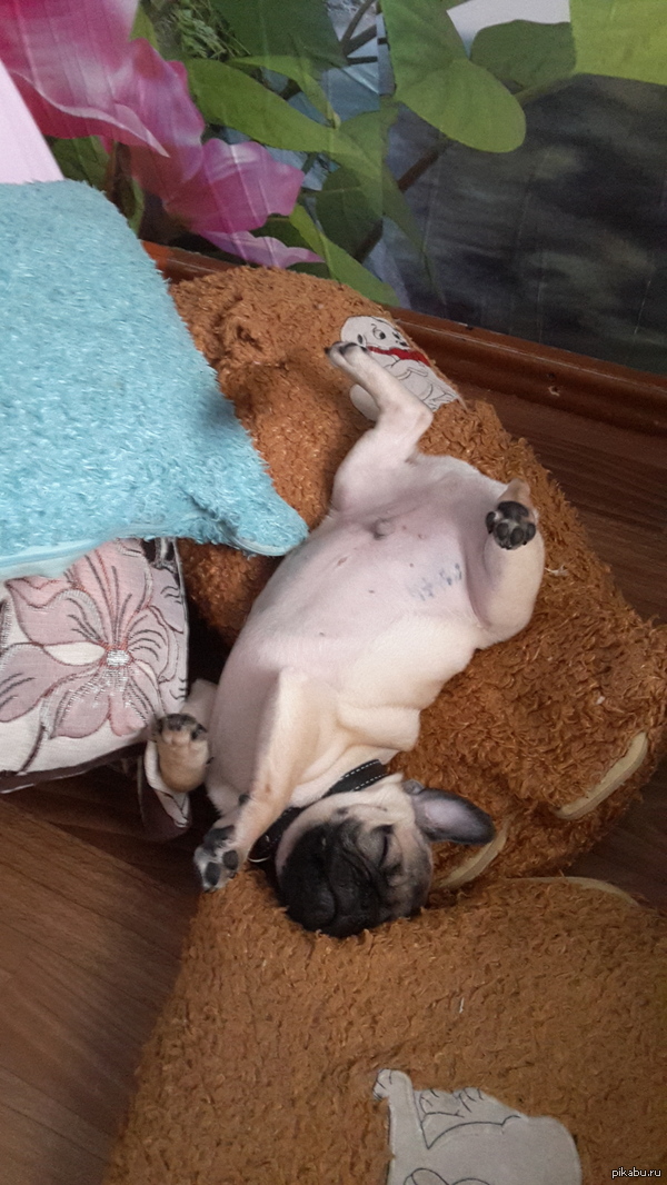 И удобно же так спать. ..