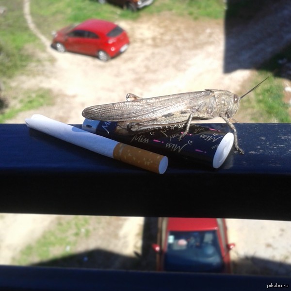 Пойдём-ка покурим-ка?