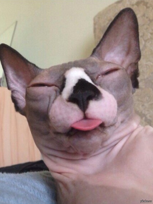 Когда кто-то говорит что лысые коты не милые