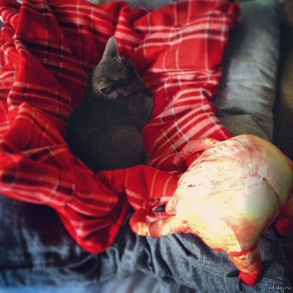 Котейка и хэдкрабик