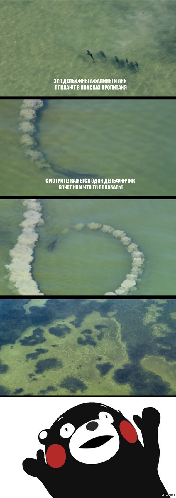 Дельфины Афалины