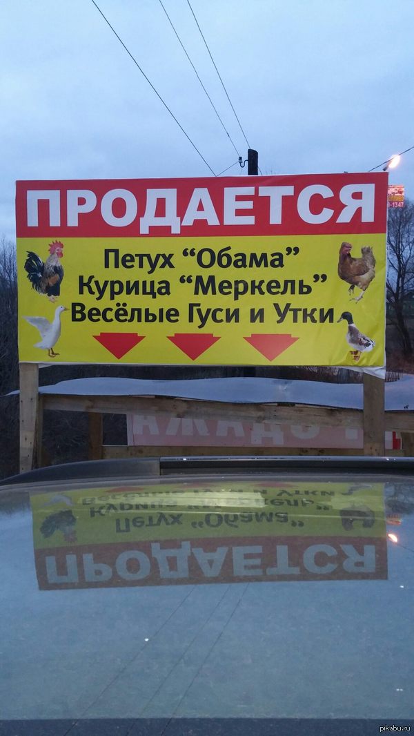 Funny geese and ducks. - The photo, Politics, Domodedovo