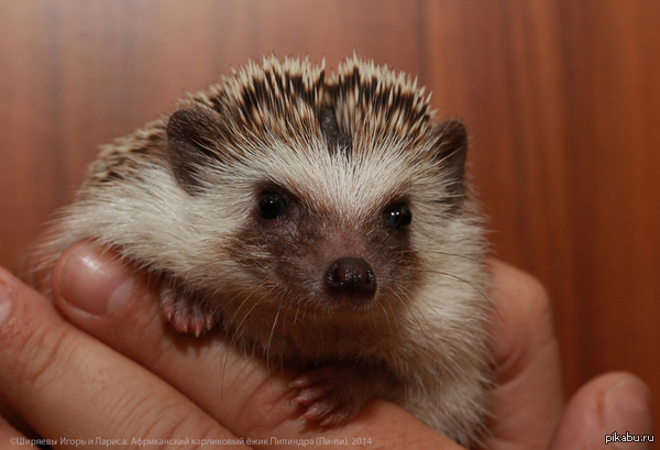 Pipindra, daughter of Popetta (previous photo). - My, Hedgehog, African hedgehog, Exotic animals, Rare animals, Rare view