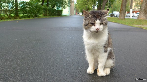 Петергоф и мрачный я
