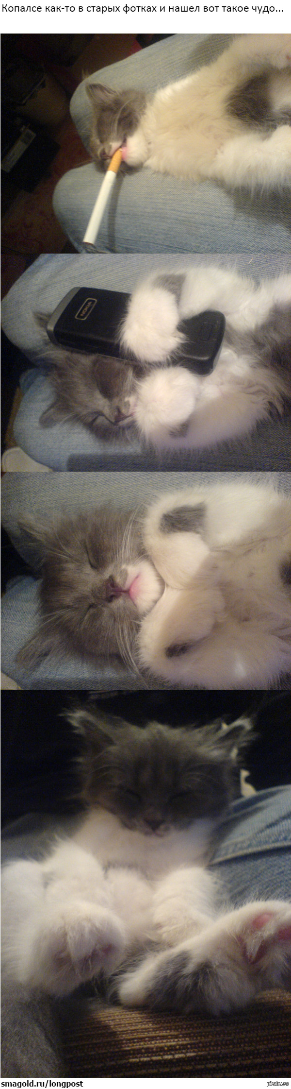 Оказывается котики тоже шалят))