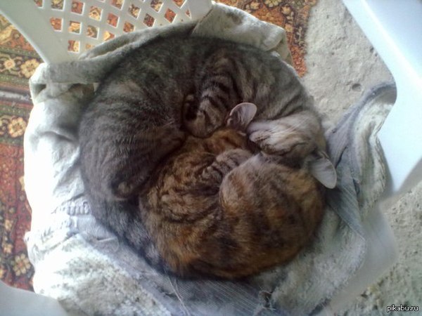 Котаны мои =3