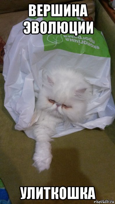 Эволюция...
