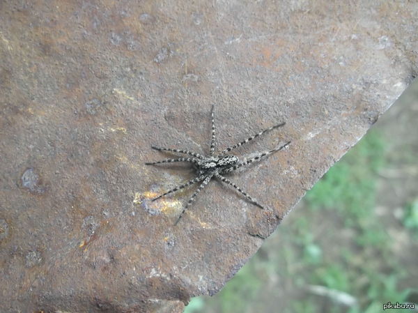 ����� ���