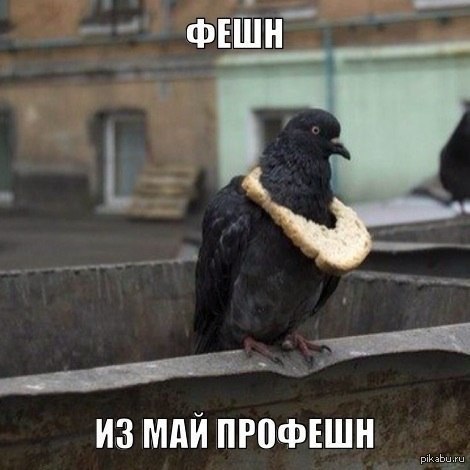 Что едят голуби. Голубь с хлебом в клюве. Голубь с хлебом. Что едят голуби. Голубей хлеб.