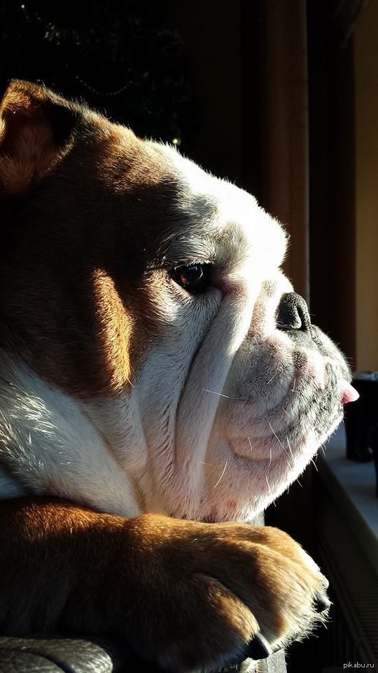 ������ ��������)