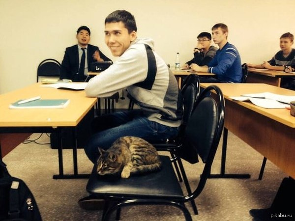 Тот самый момент, когда твой одногруппник - кот
