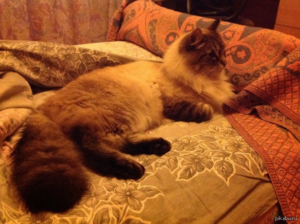 ������ �� ����� �������))