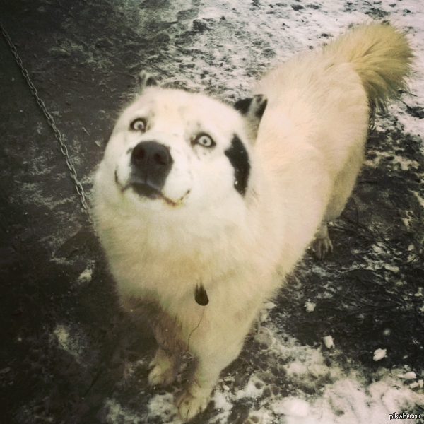 Умиляющая сцобака