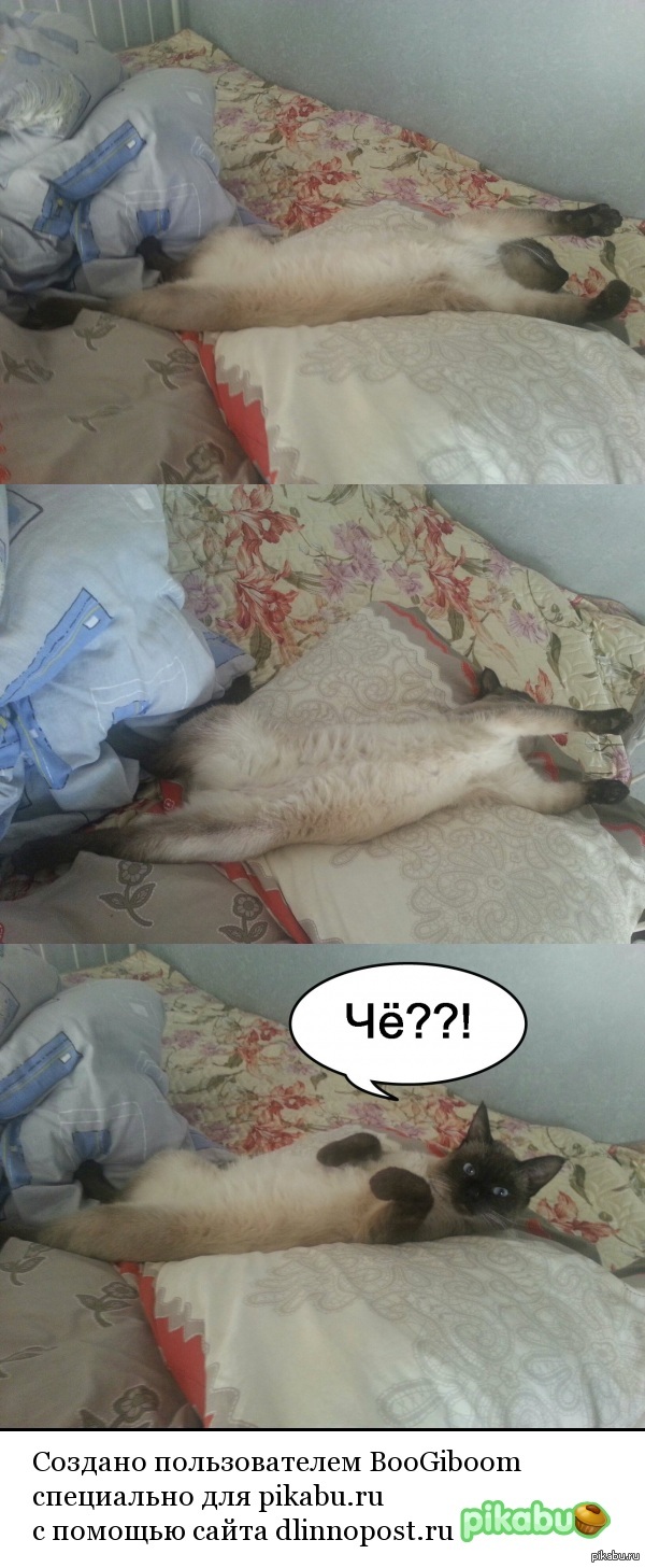 Вот так спит мой кот :)