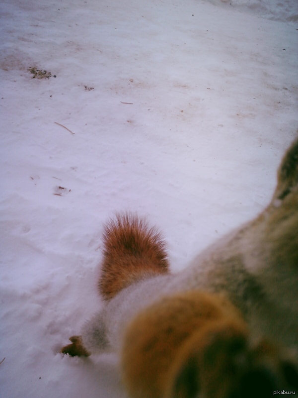 ���������� ������� �����, ���� ��� ��������� �� �������, ����� ��