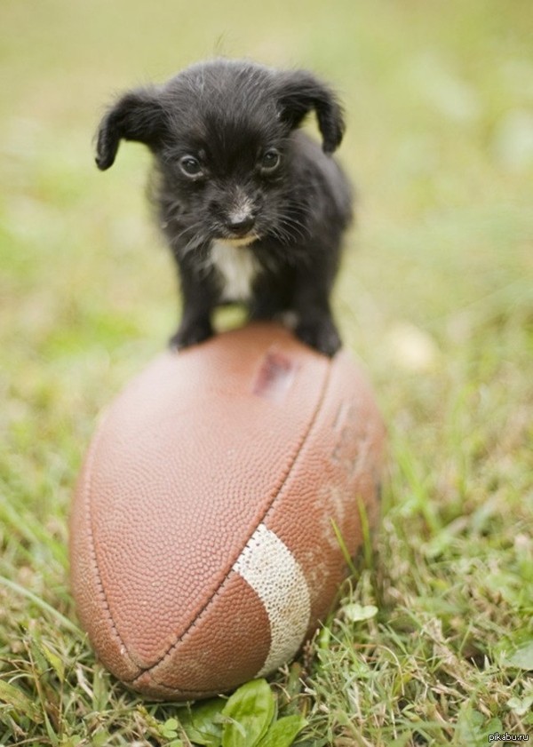 Cuteness of the day :) - Puppies, Pets