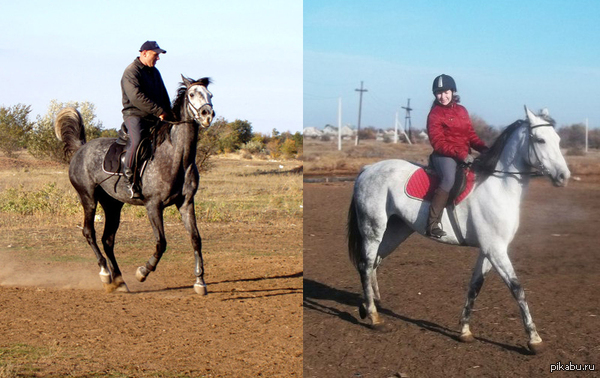 Лошадиная "маскировка"