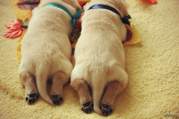 ����� ��������� �������������